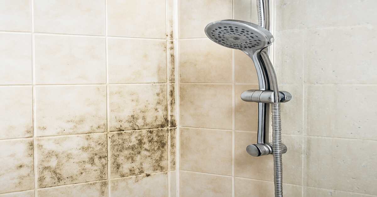 The Best Shower Cleaners for Mould, Mildew, and Soap Scum